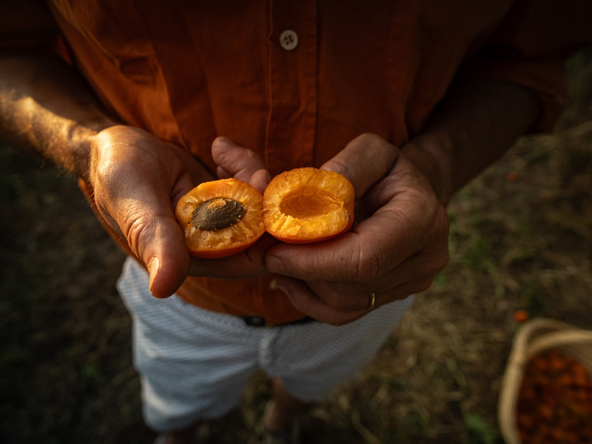 Davines regenerative organic apricot harvest
